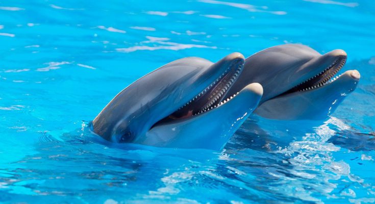 delfini da guerra