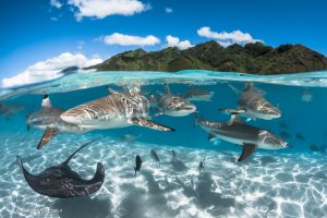 Isole di Tahiti