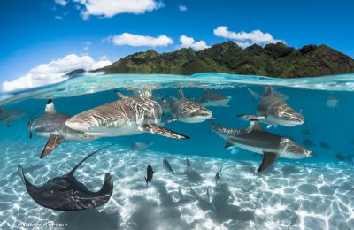 Isole di Tahiti