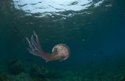 puntura della medusa