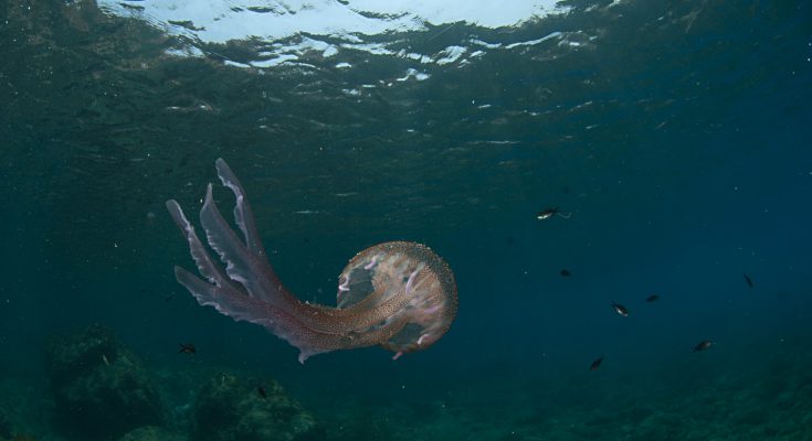 puntura della medusa