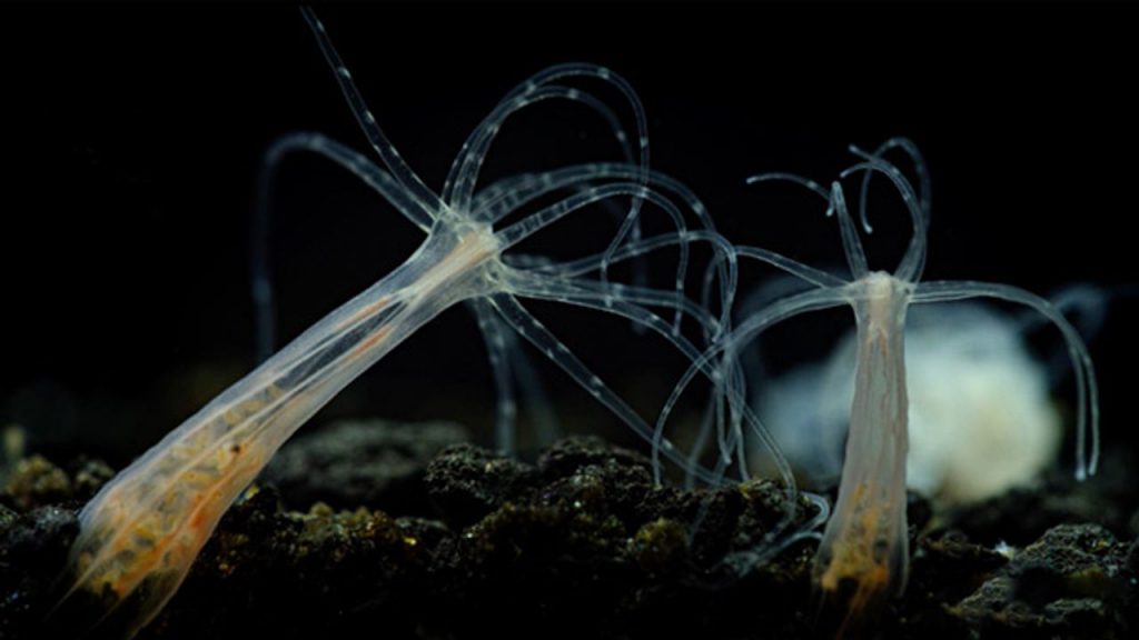 puntura della medusa