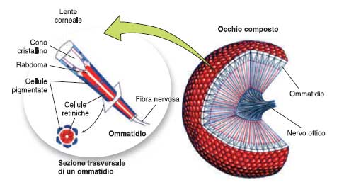 Occhi composti vs. occhi a camera oscura