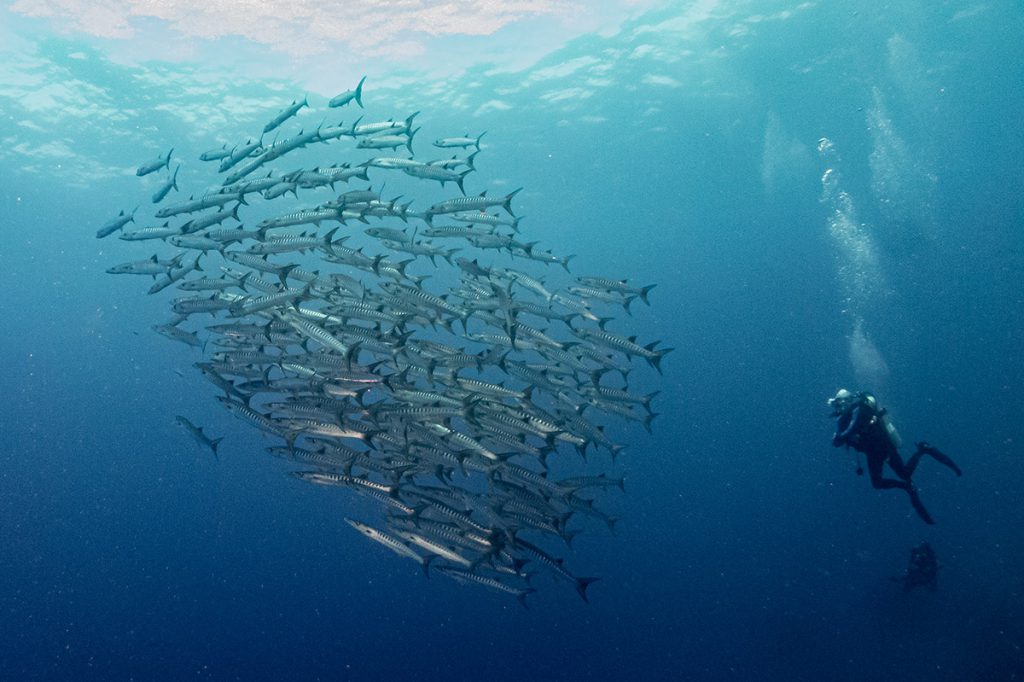 tubbataha reef