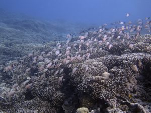 tubbataha reef