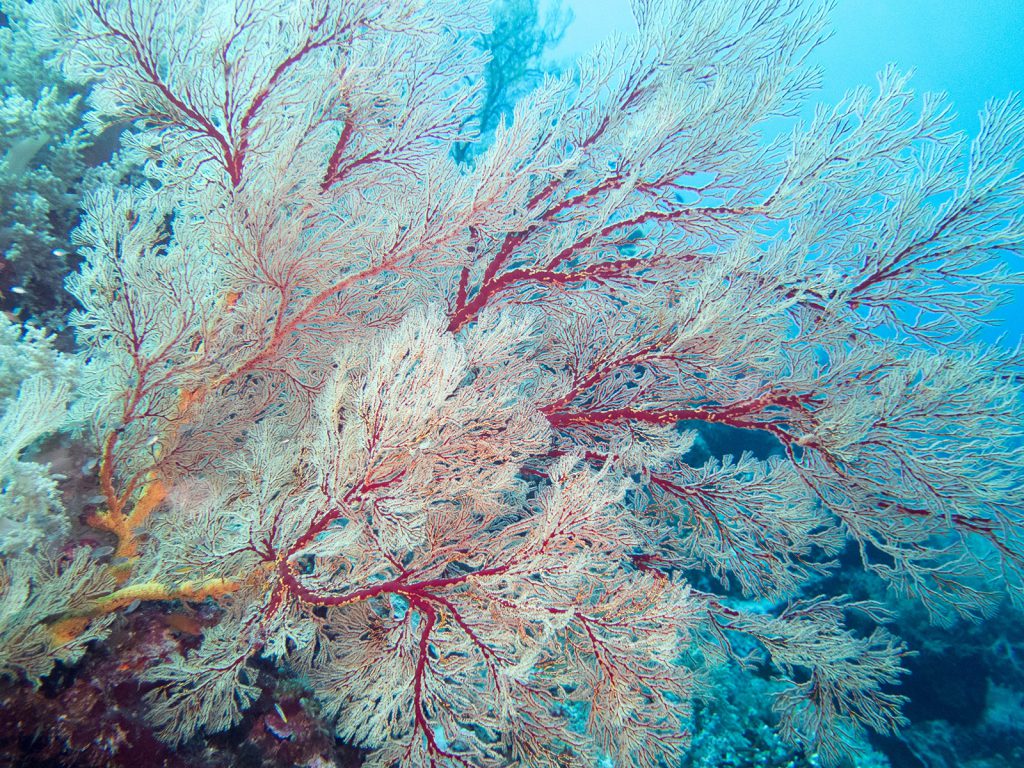 tubbataha reef