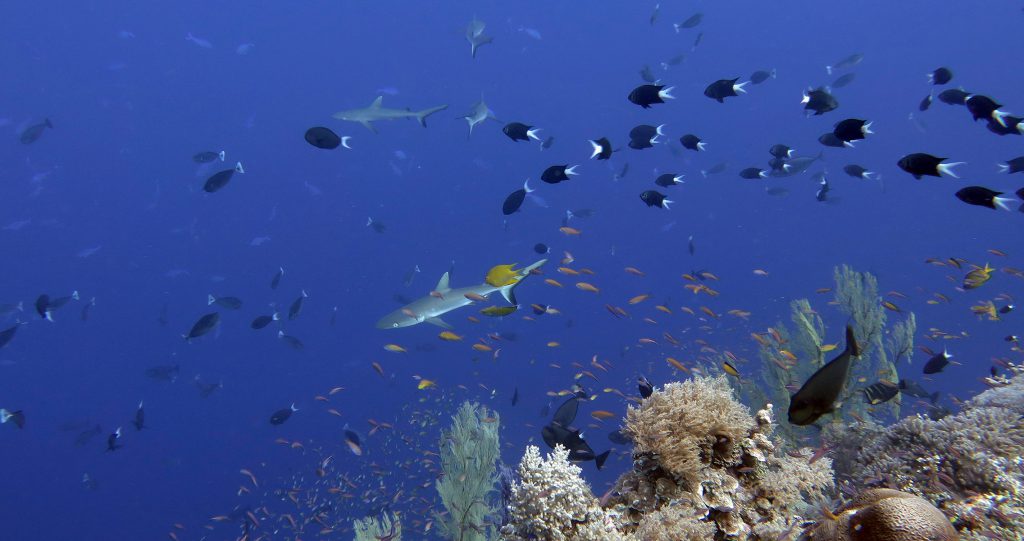 tubbataha reef