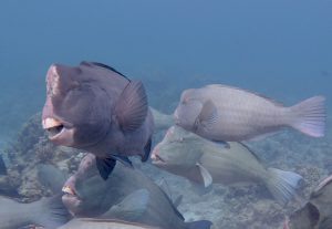 tubbataha reef