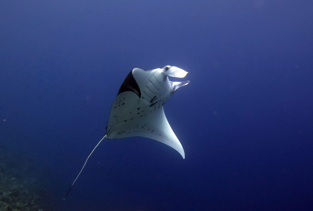 tubbataha reef