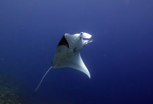 tubbataha reef