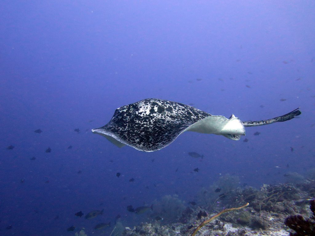 tubbataha reef