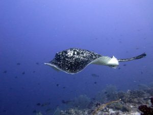 tubbataha reef