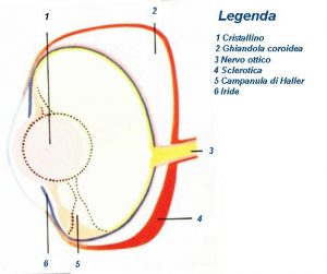 Occhi composti vs. occhi a camera oscura