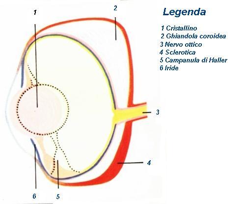 Occhi composti vs. occhi a camera oscura