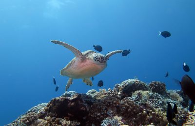 tubbataha reef