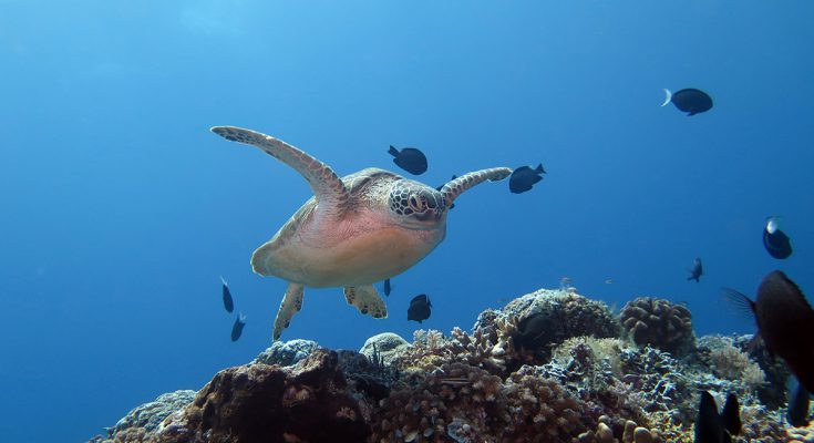 tubbataha reef