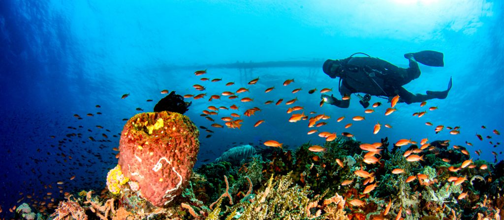 Diving-Etiquette-The-Marine-Environment_BannerWeb_2560x1120