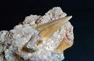dente fossile