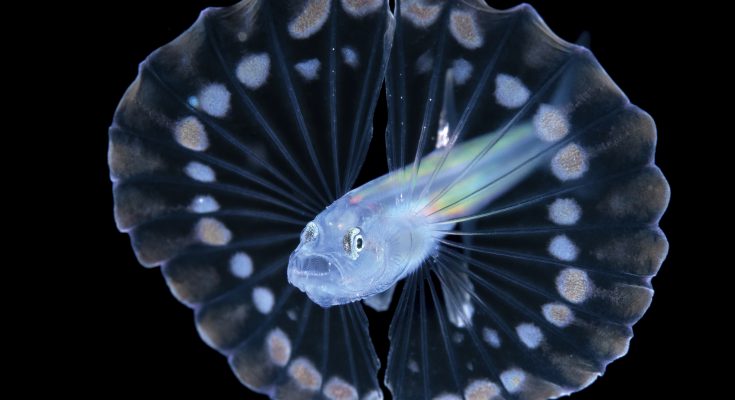 ocean art
