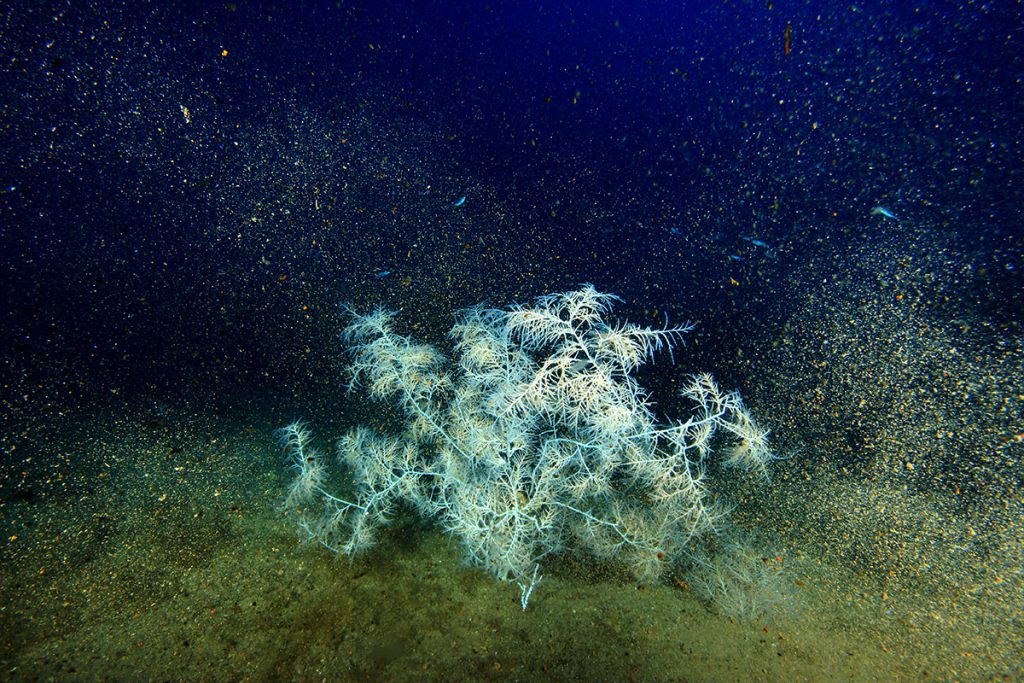 riposiziona corallo nero