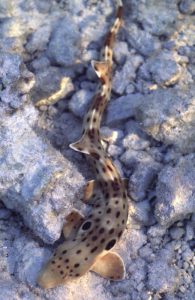 squali camminano