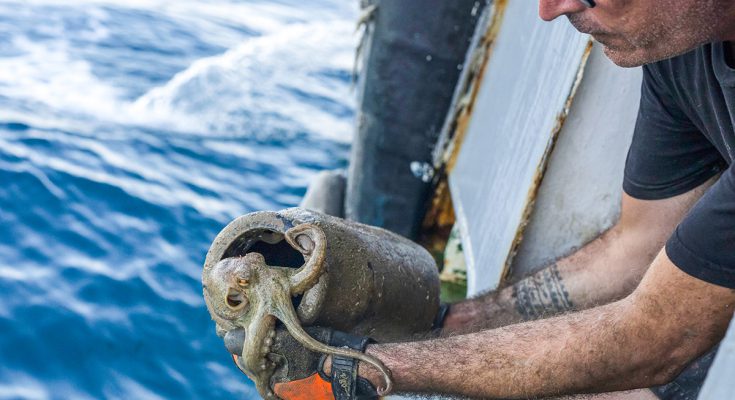 operazione octopus