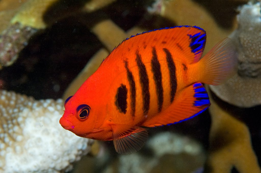 esplode acquario