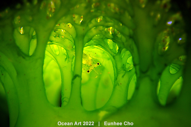 compact macro