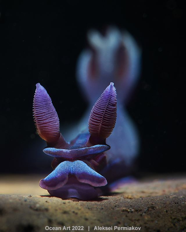 nudibrancyh