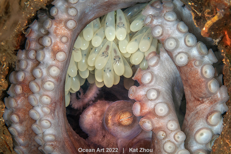 Best in Show “Octopus Mother” by Kat Zhou