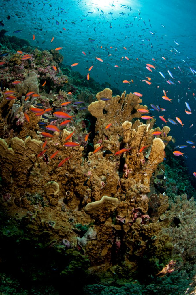 reef barriera corallina