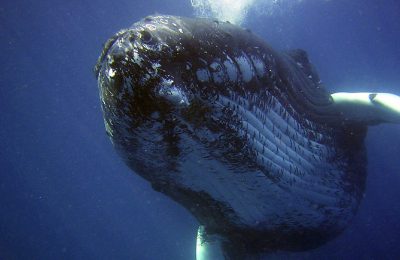 Immersione con balene e megattere