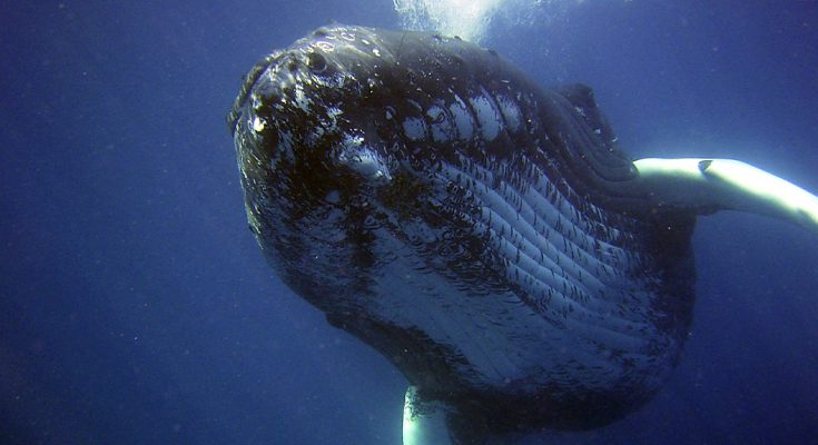 Immersione con balene e megattere