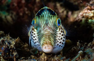 pesce a riposo nel reef