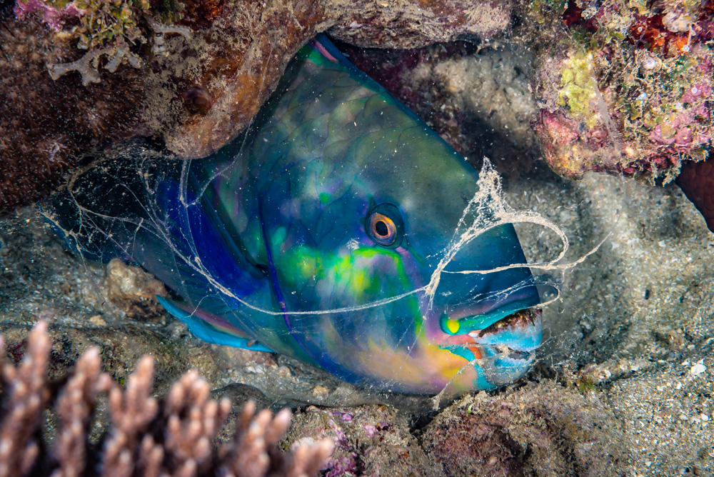 riposo pesce blu nel reef