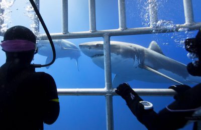 immersione sub in gabbia con squalo bianco