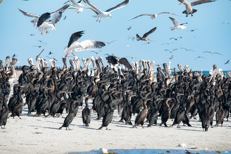 Fotografia naturalistica in baja california con gabbiani