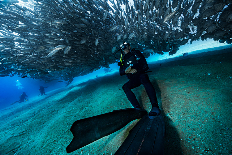 sardine run in baja california