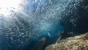 Sardine run in Baja California viaggio subacqueo immersioni