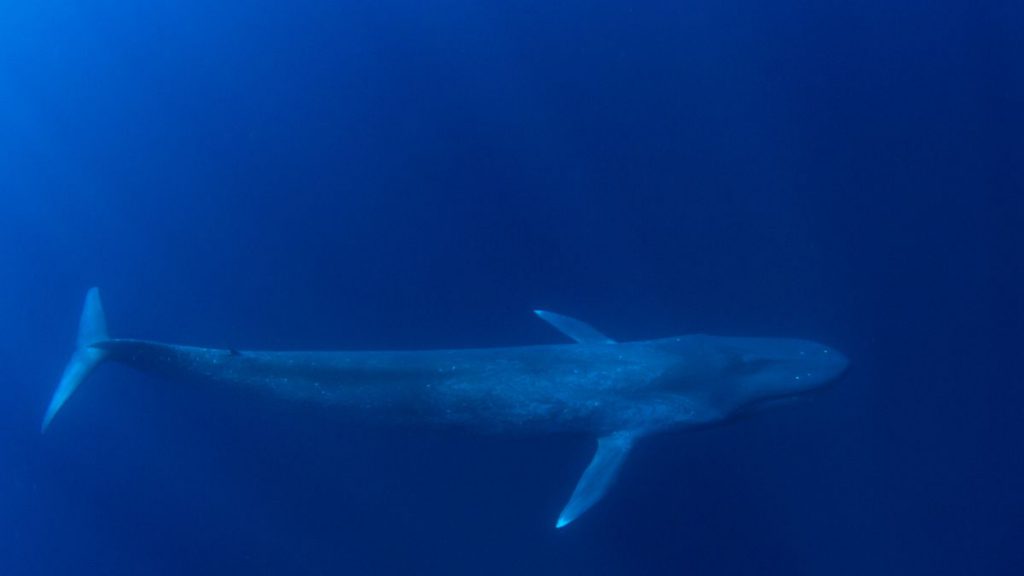 balenottera azzurra lunghezza