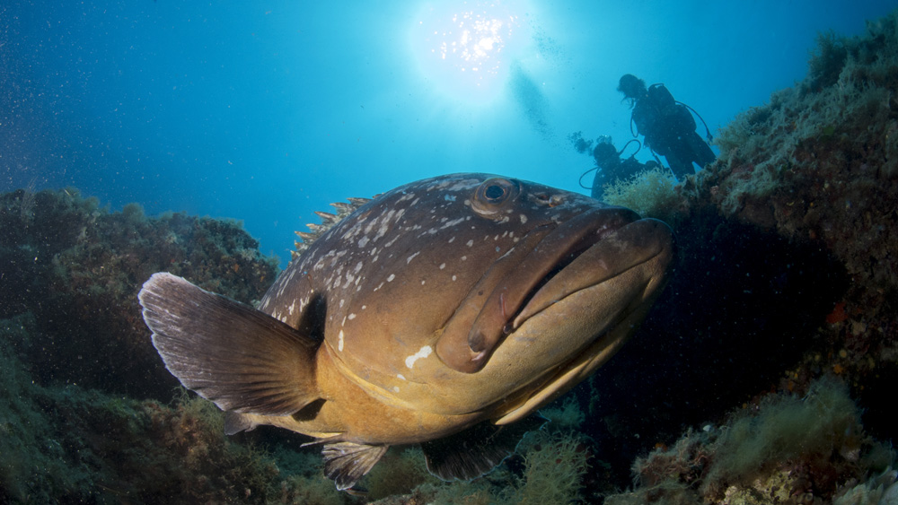 Cernia immersioni Medes subacquea