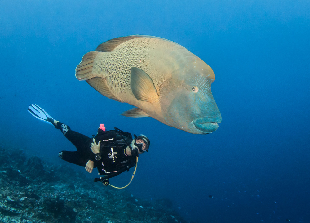 Cernia gigante in Polinesia, immersioni subacquee 