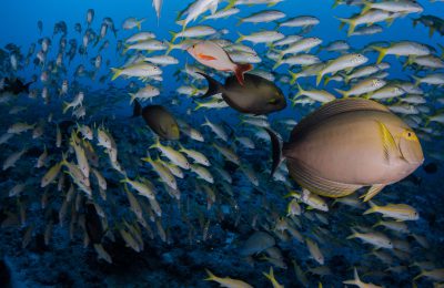 Immersioni barriera corallina Tahiti