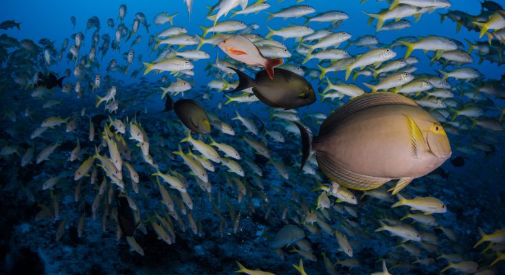 Immersioni barriera corallina Tahiti