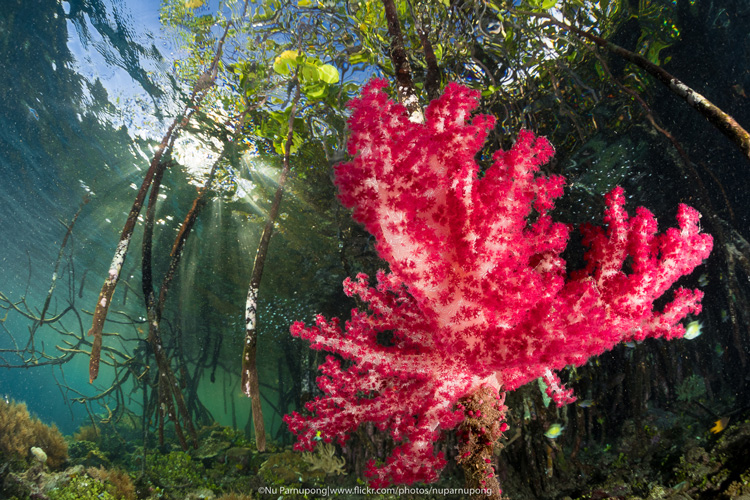 mangrovie, immersioni sub in indonesia