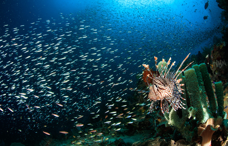 parco marino bunaken