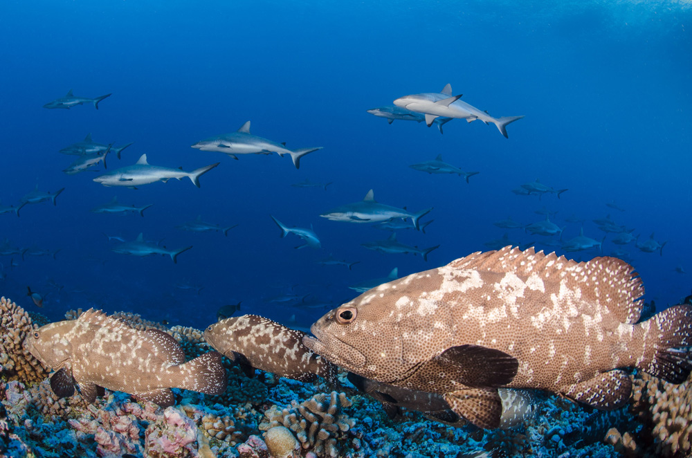 Squali e pelagici in Polinesia, turismo e viaggi sub