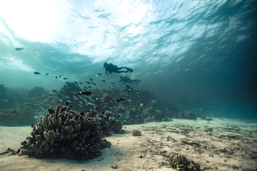 Subacquea nel reef in Polinesia