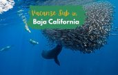 Vacanze subacque baja california