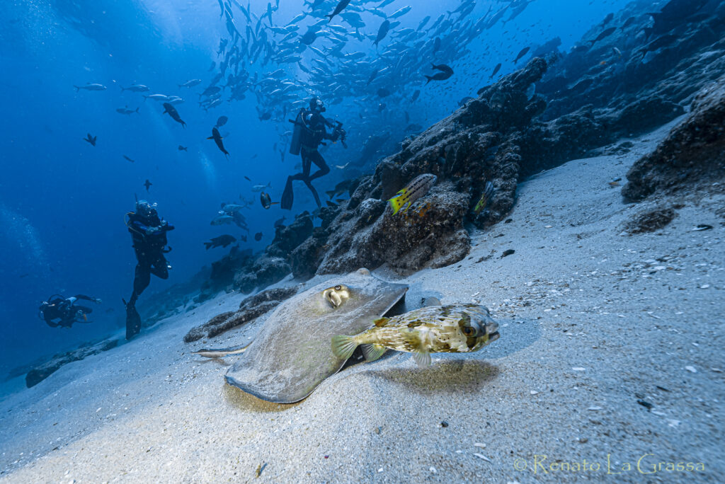 mante in baja california immersioni